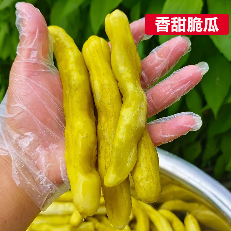 农家新鲜腌土黄瓜、农家腌制咸菜手指粗细大