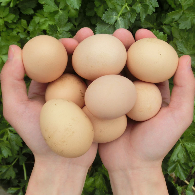 正宗土鸡蛋农家散养新鲜纯农村自养天然草鸡蛋笨鸡蛋50枚/箱