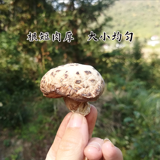 农家花菇干、香菇香菇干特产农家菌类冬菇