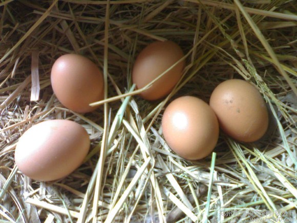 农家土鸡蛋与普通鸡蛋的区别？为什么大家都