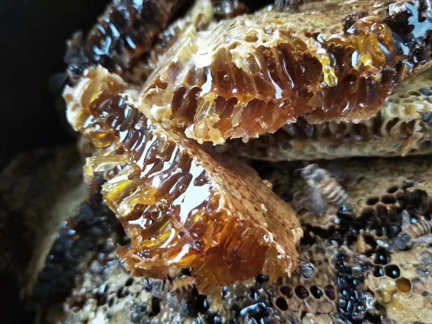 野生土蜂蜜跟普通蜂蜜的区别